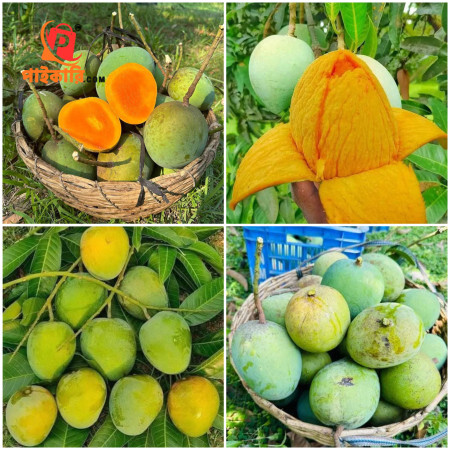 20 কেজি গোবিন্দভোগ আম 140 টাকা করে 2800 টাকা